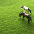 Artificial Moss Lawn Grass - Backyard Livings