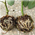 Plant Rooting Growing Ball
